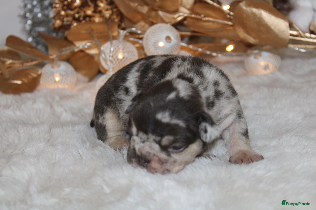 Franse Bulldog honden te koop: Franse Bulldog pups Lionheart Bloodline België  - Advertentie 3