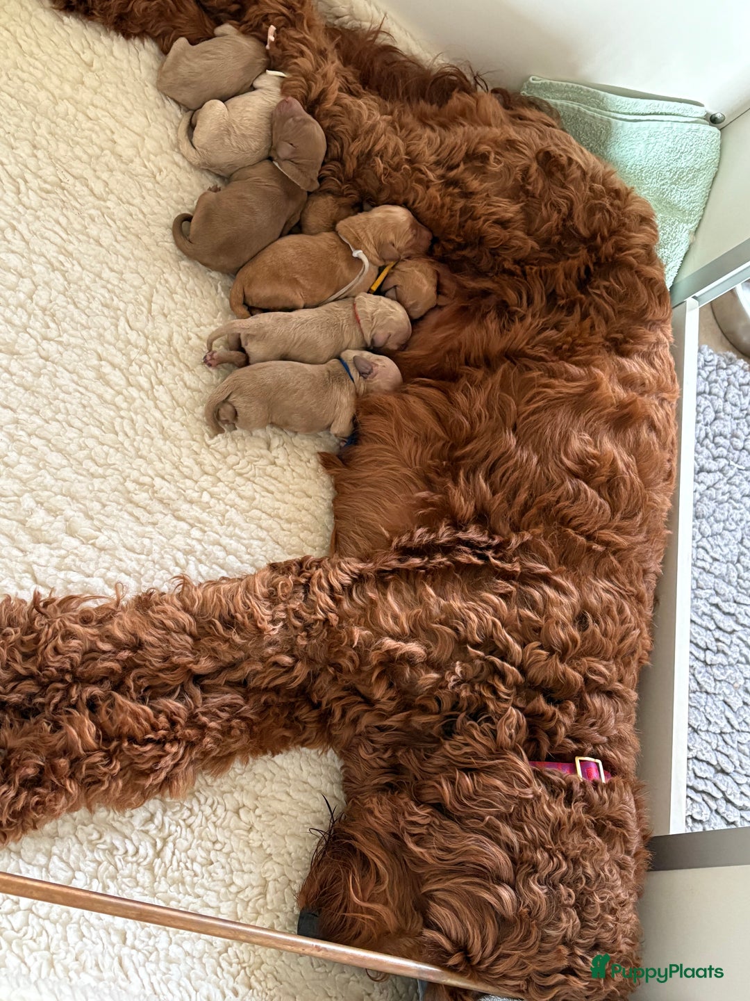 Goldendoodle honden te koop: Prachtige Irish Golden Doodle pups  - Advertentie 2