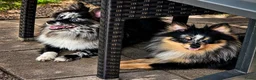 Pomeriaan honden te koop: Pomeranian reutje - Advertentie 7