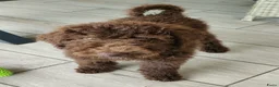 Labradoodle honden te koop: prachtige choco f4 multigen labradoodle pups - Advertentie 10