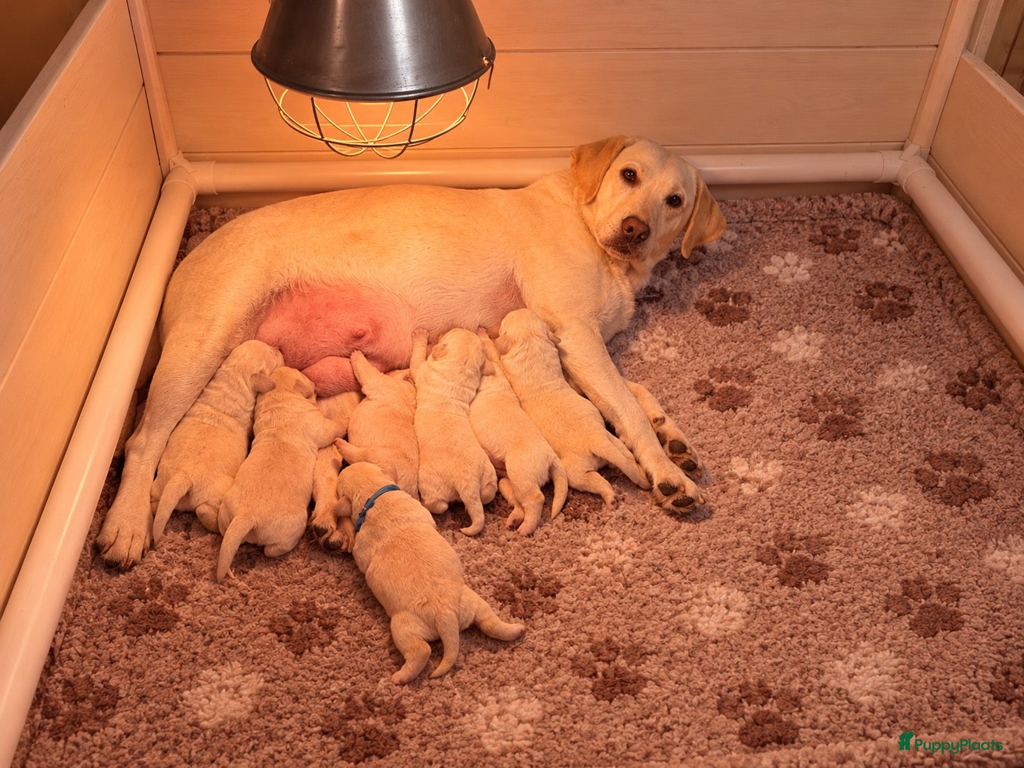 Labrador Retriever honden te koop: 🐾 Blonde labradorpups beschikbaar! 🐾 - Advertentie 2