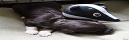 Barbet honden te koop: Barbet (Franse waterhond)pups  - Advertentie 18