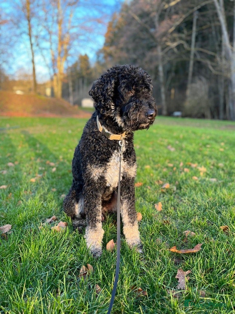 Labradoodle honden Lieve Labradoodle zoekt een leuk teefje - Advertentie 1