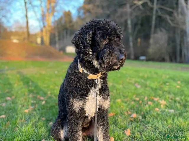 Labradoodle honden Lieve Labradoodle zoekt een leuk teefje - Advertentie 1