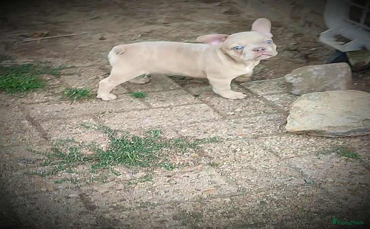 Franse Bulldog honden - Advertentie 2