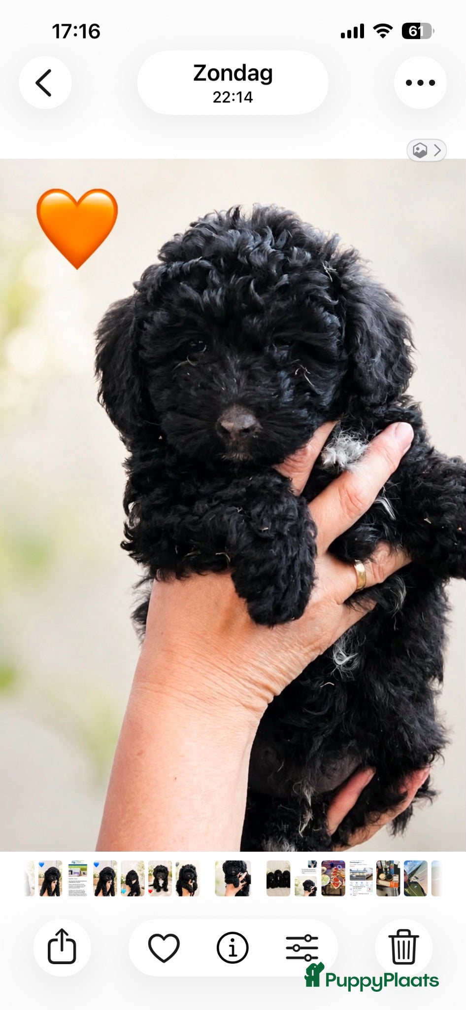 Maltipoo honden Maltipoo - Advertentie 7