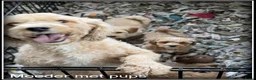 Maltipoo honden te koop: Maltipoo F1b pups - Advertentie 13