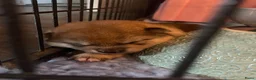 Shiba honden te koop: Mooie Shiba puppy’s zoeken een liefdevol thuis  - Advertentie 12