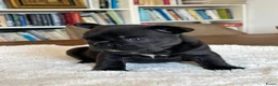 Franse Bulldog honden te koop: Franse Bulldog pups België  - Advertentie 6