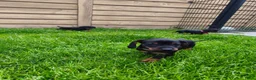 Teckel (korthaar)  honden te koop: Ras zuivere dwerg teckel pups  - Advertentie 10