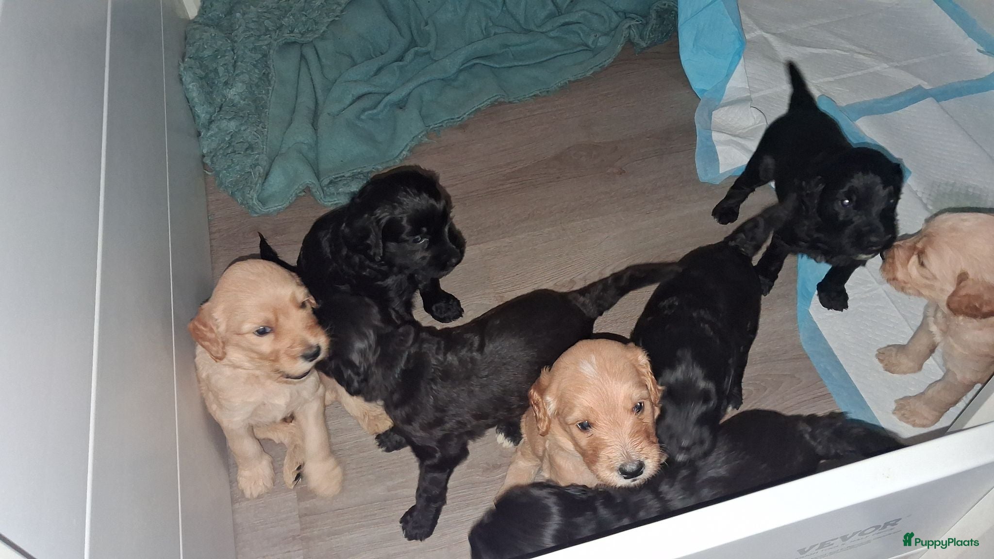 Labradoodle honden doodle  pups hypoallergeen - Advertentie 2
