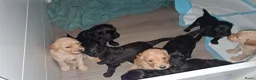 Labradoodle honden te koop: doodle  pups hypoallergeen - Advertentie 2