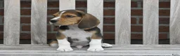 Beagle honden te koop: Prachtige Beagle pups met stamboom ! - Advertentie 3