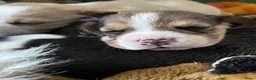 Beagle honden te koop: Prachtige beaglepupjes geboren!! - Advertentie 10