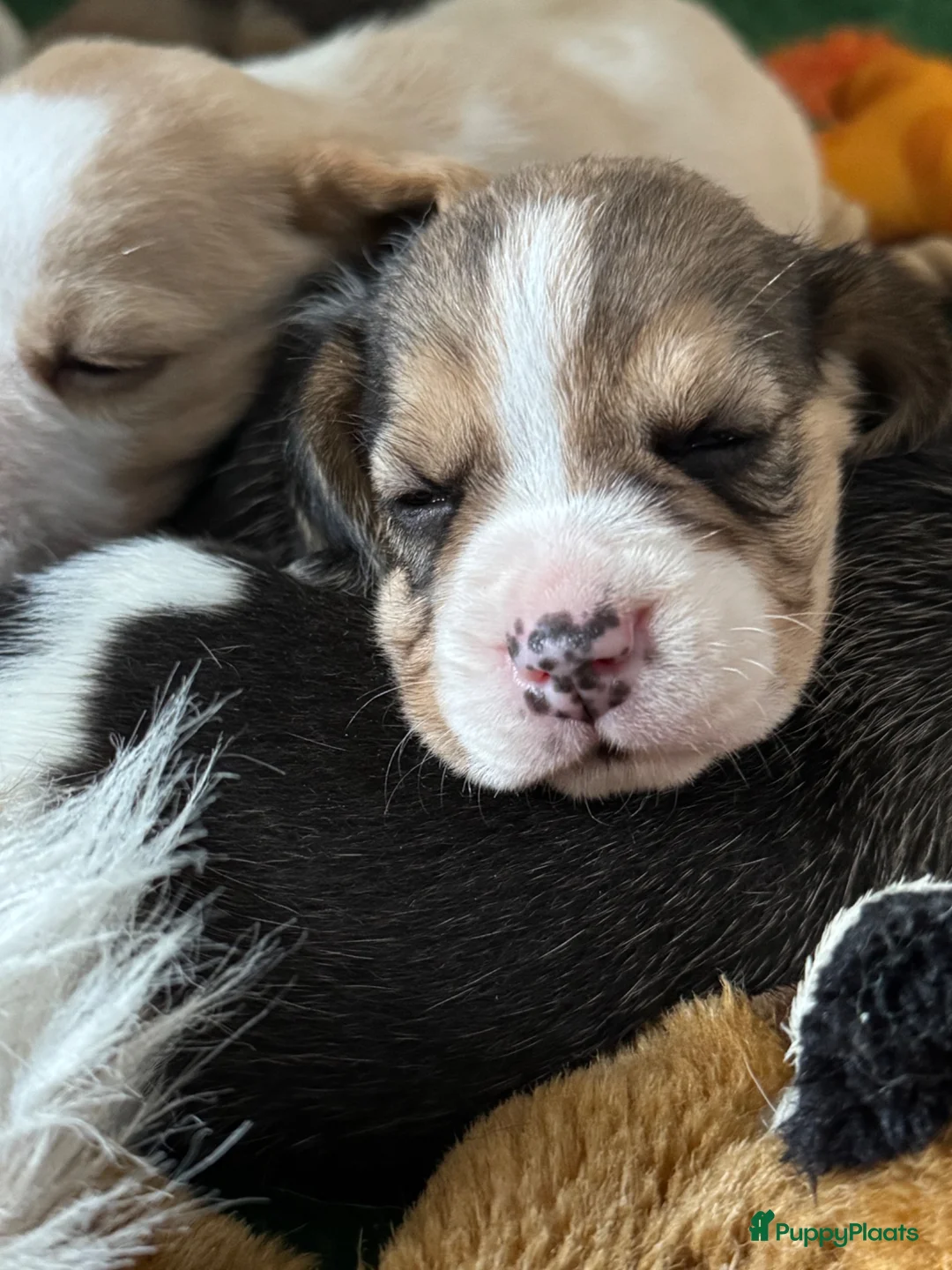 Beagle honden te koop: Prachtige beaglepupjes geboren!! - Advertentie 10