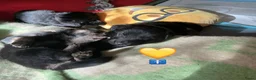 Kruising honden te koop: Eurasier/Duitse Herder x Golden Retriever pups - Advertentie 8