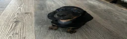 Teckel (korthaar)  honden te koop: Nog drie teckel reutjes  - Advertentie 8