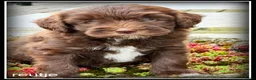 Kruising honden te koop: Bordoodle pups. Bordoodle x Labradoodle - Advertentie 1