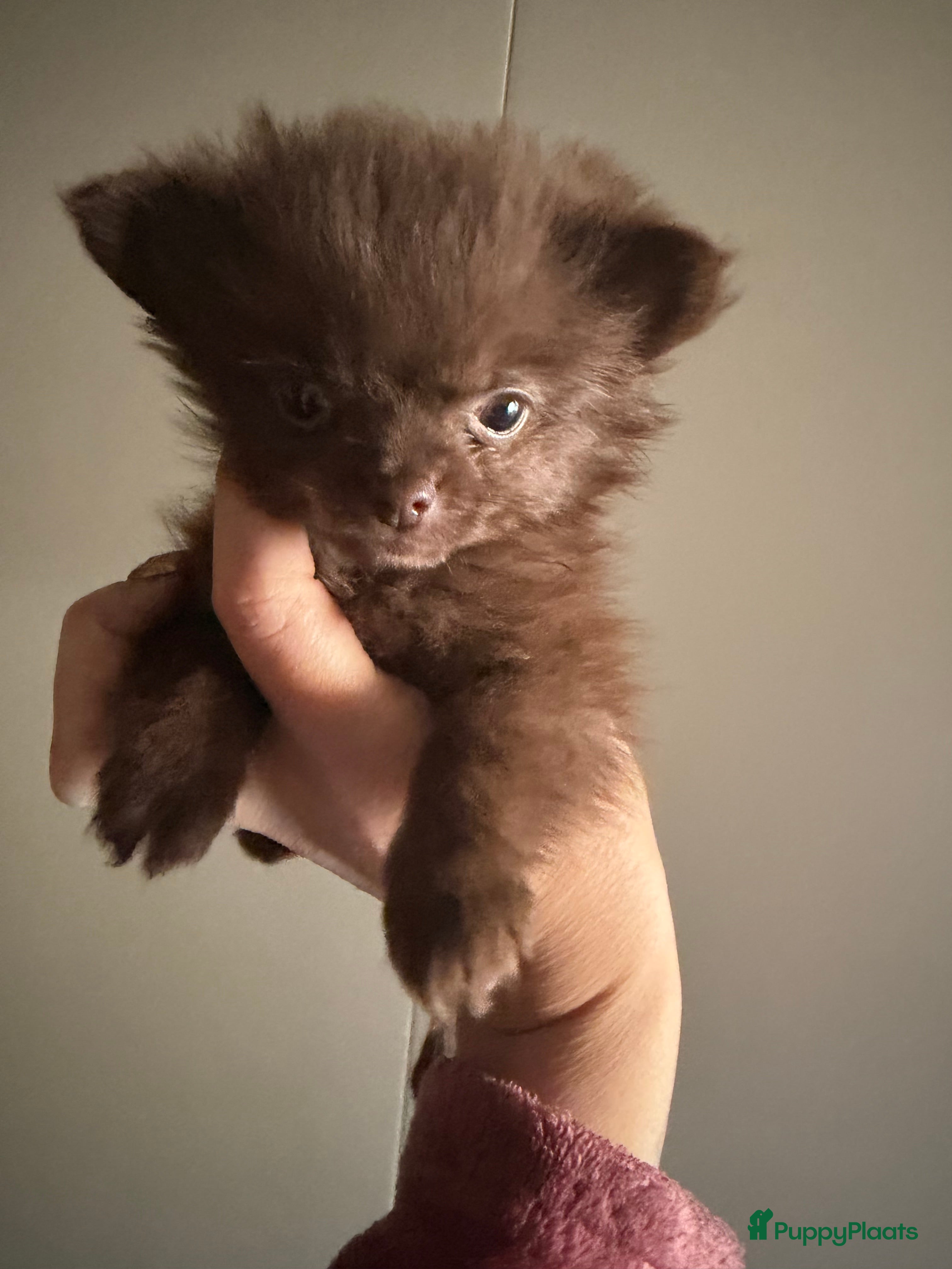 Pomchi honden Mooie pomchi - Advertentie 1