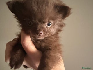 Pomchi honden Mooie pomchi - Advertentie 1