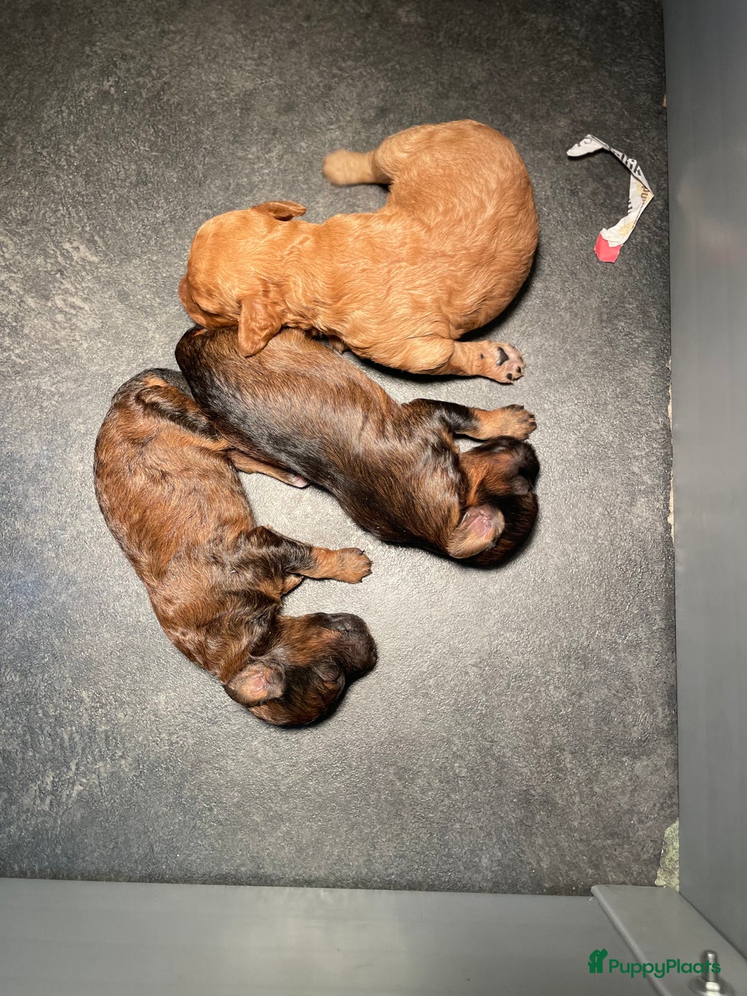 Maltipoo honden te koop: maltipoo  pups , te zien met beide ouders. - Advertentie 7