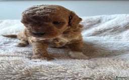 Labradoodle honden te koop: Prachtige Doodle - La Poodle pups te koop  - Afbeelding 2