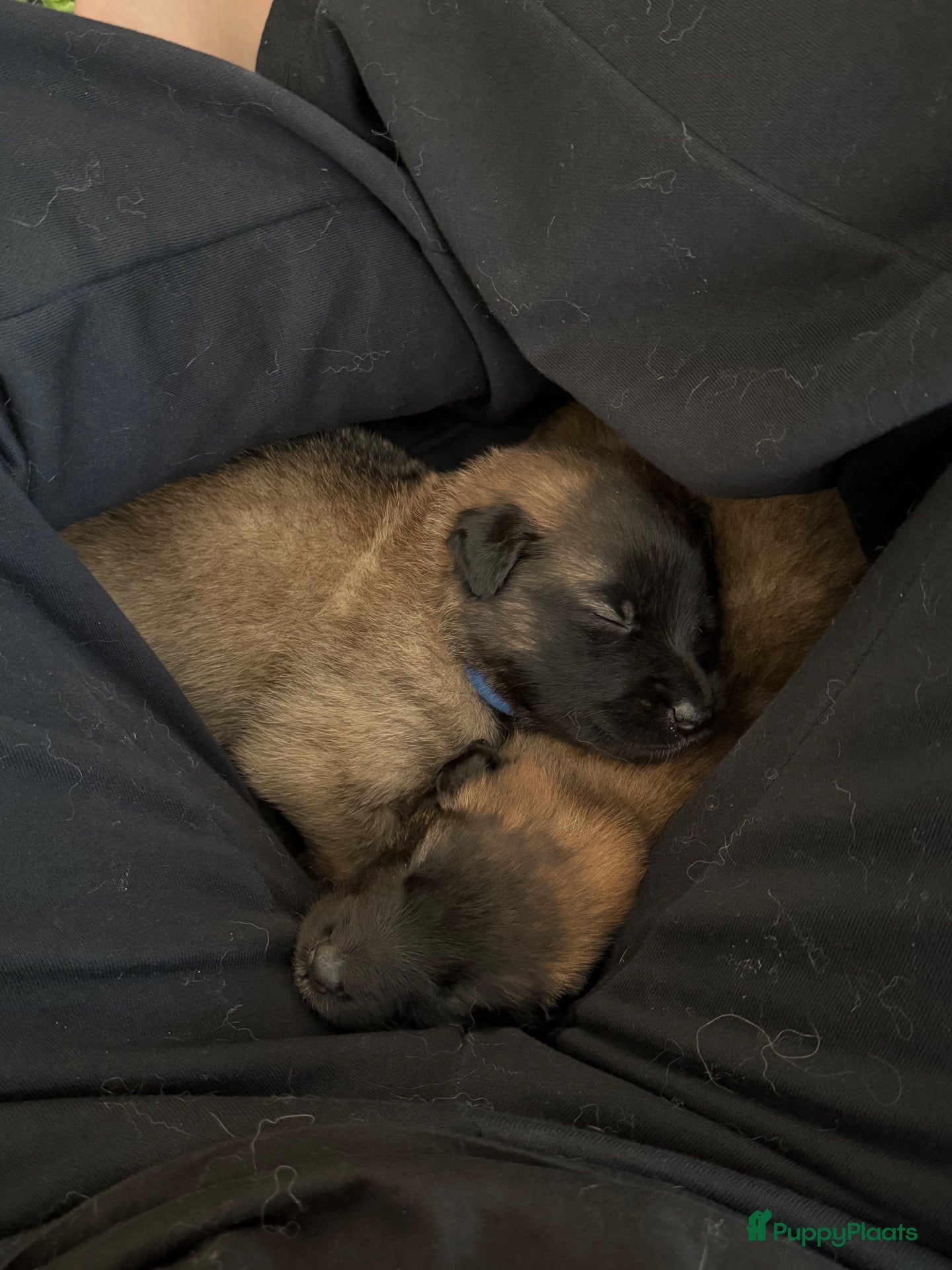 Tervuerense Herder honden te koop: Belgische Tervuerense herder 1 teef en 1 reu besch - Advertentie 2