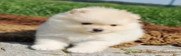Pomeriaan honden te koop: Pomeriaan pups - Advertentie 2