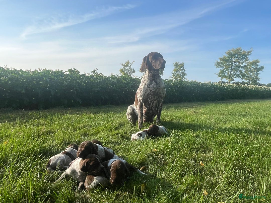 Duitse Staande Hond Korthaar honden te koop: Duitse staande korthaar  - Afbeelding 5