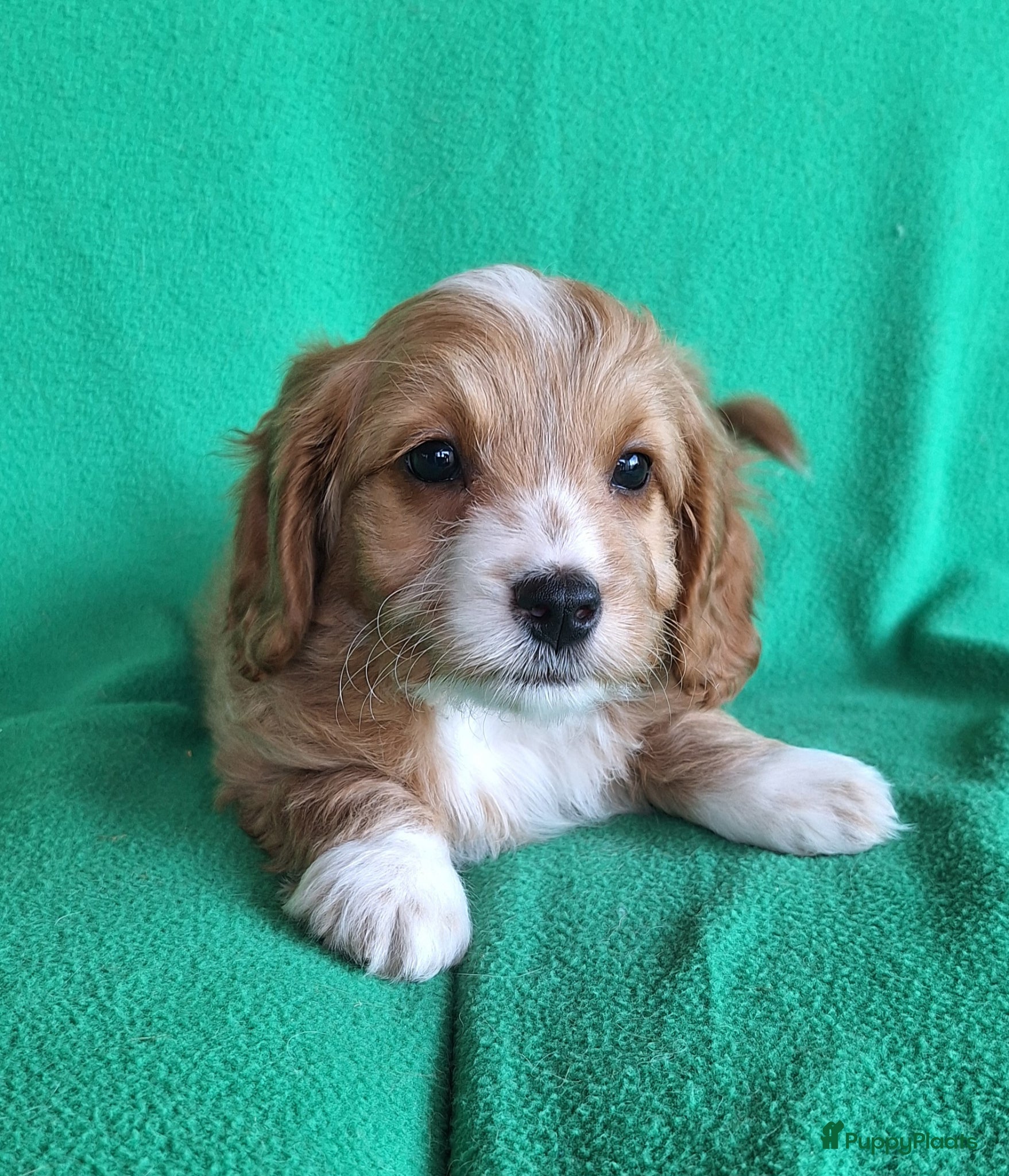 Kruising honden Mini Doodle Pups  - Advertentie 3