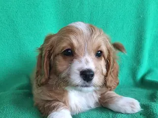 Kruising honden Mini Doodle Pups - Advertentie 3