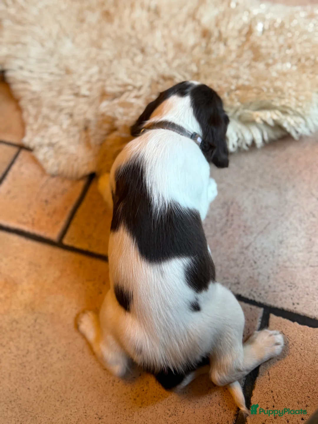 Engelse Springer Spaniel honden te koop: Engelse Springer Spaniël pups - Advertentie 2