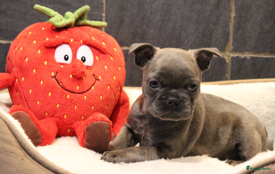 Franse Bulldog honden te koop: Franse Bulldog pups - Advertentie 30