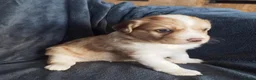 Kruising honden te koop: Border collie x nova scotia duck toller ret. pups - Advertentie 11