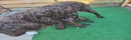 Kruising honden te koop: Prachtige Labradoodle x Dalmatiër puppy's! - Advertentie 13