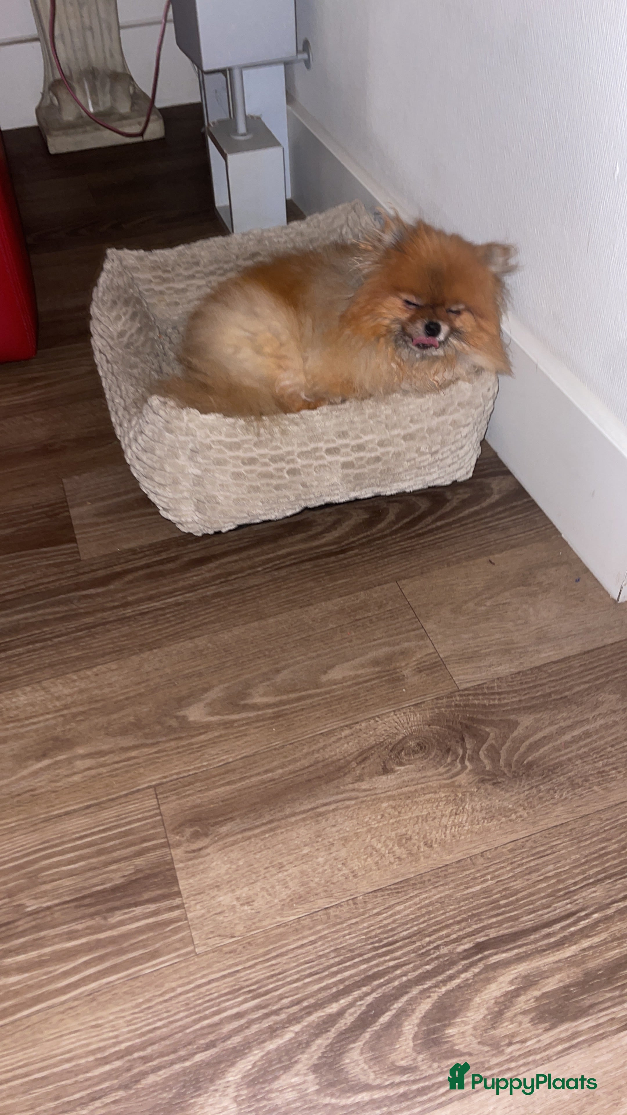 Pomeriaan honden Pomeraantjes raszuiver met stamboom - Advertentie 2