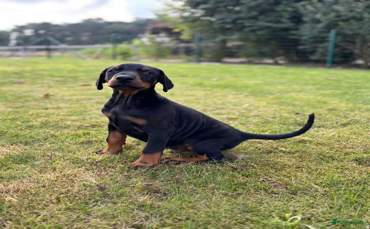 Dobermann honden - Advertentie 1