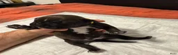 Kruising honden te koop: Kruising american bully/ american staffordshire t. - Advertentie 25