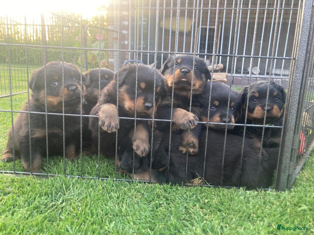 Rottweiler honden te koop: Mooie Rottweiler pups - Afbeelding 14