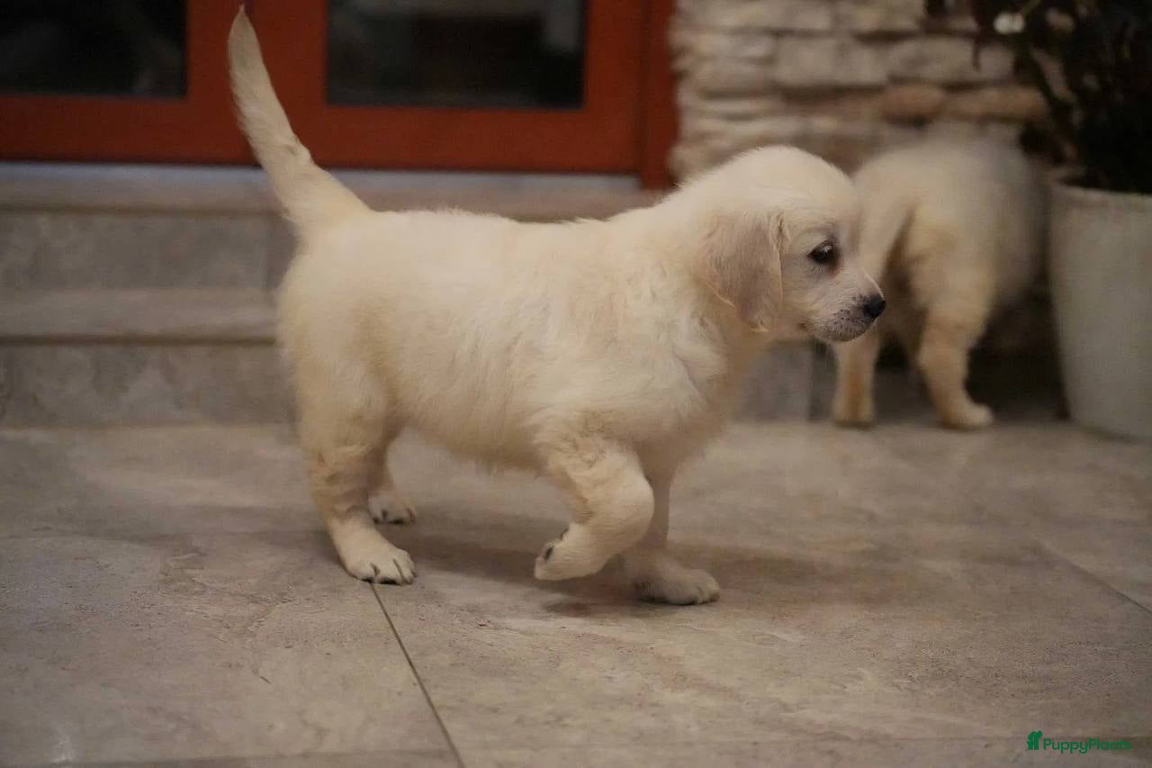 Golden Retriever honden Golden retriever pup  - Advertentie 2