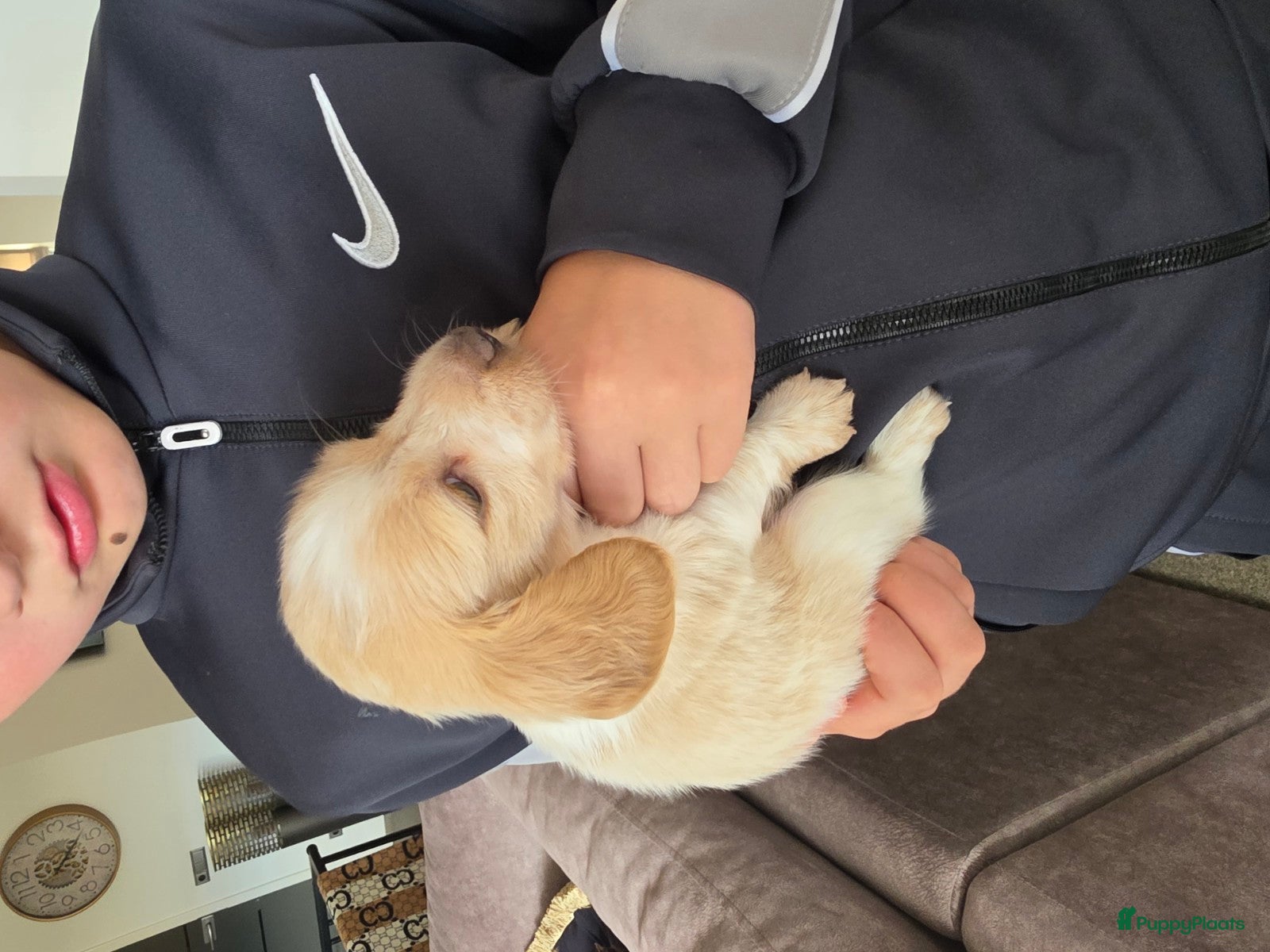 Teckel (langhaar) honden Prachtige Piebald langhaar reutjes beschikbaar - Advertentie 1