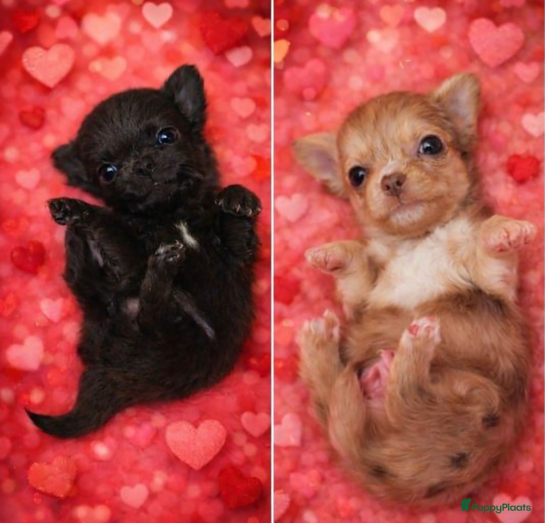 Chihuahua honden Prachtige pupjes - Advertentie 1