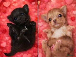 Chihuahua honden Prachtige pupjes - Advertentie 6