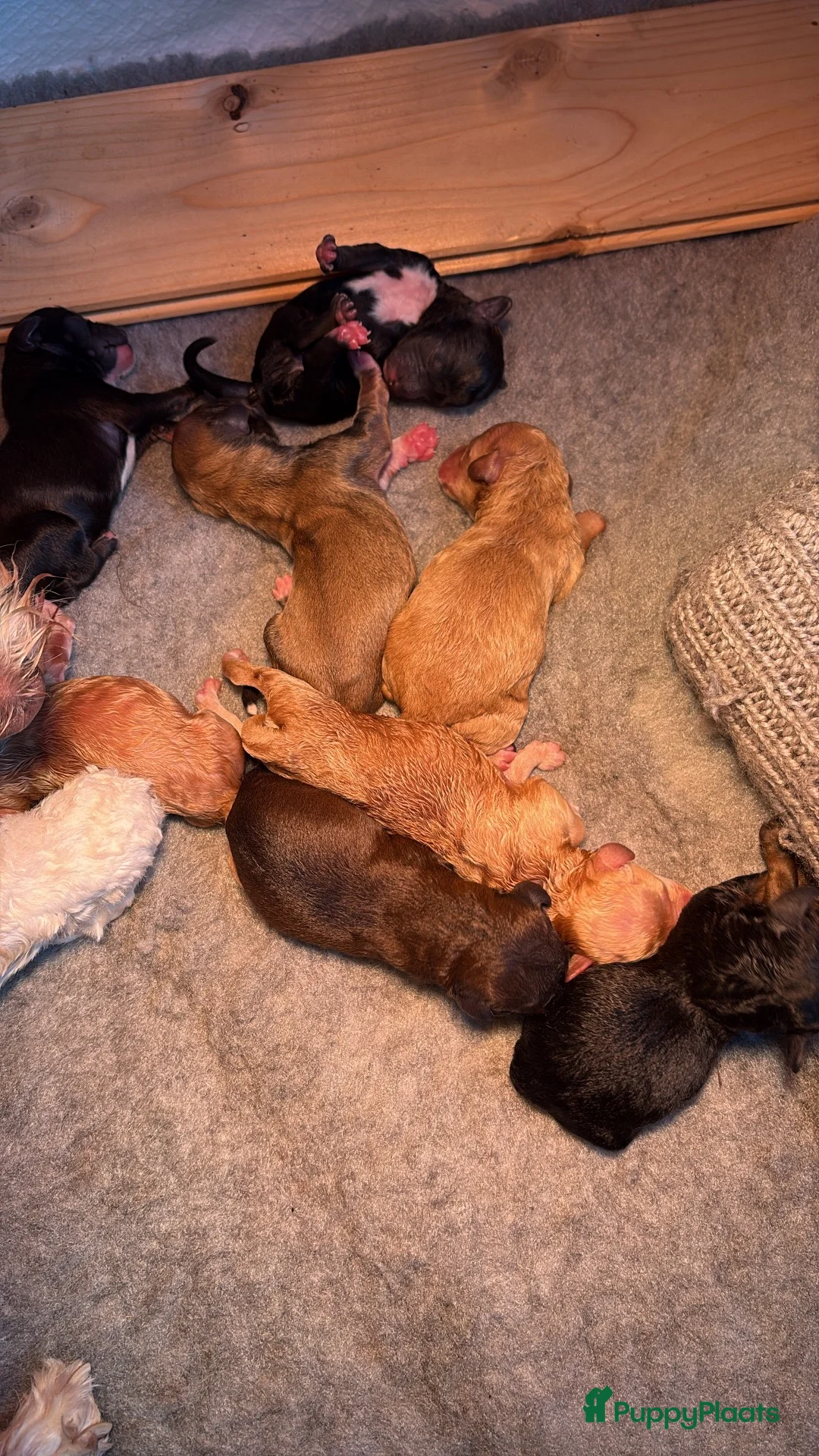 Maltipoo honden te koop: Puppy’s maltipoo x maltipoo - Advertentie 2