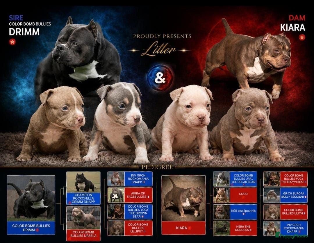 Amerikaanse Bully honden American bully pocket - Advertentie 1