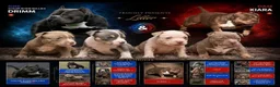 Amerikaanse Bully honden te koop: American bully pocket - Advertentie 1