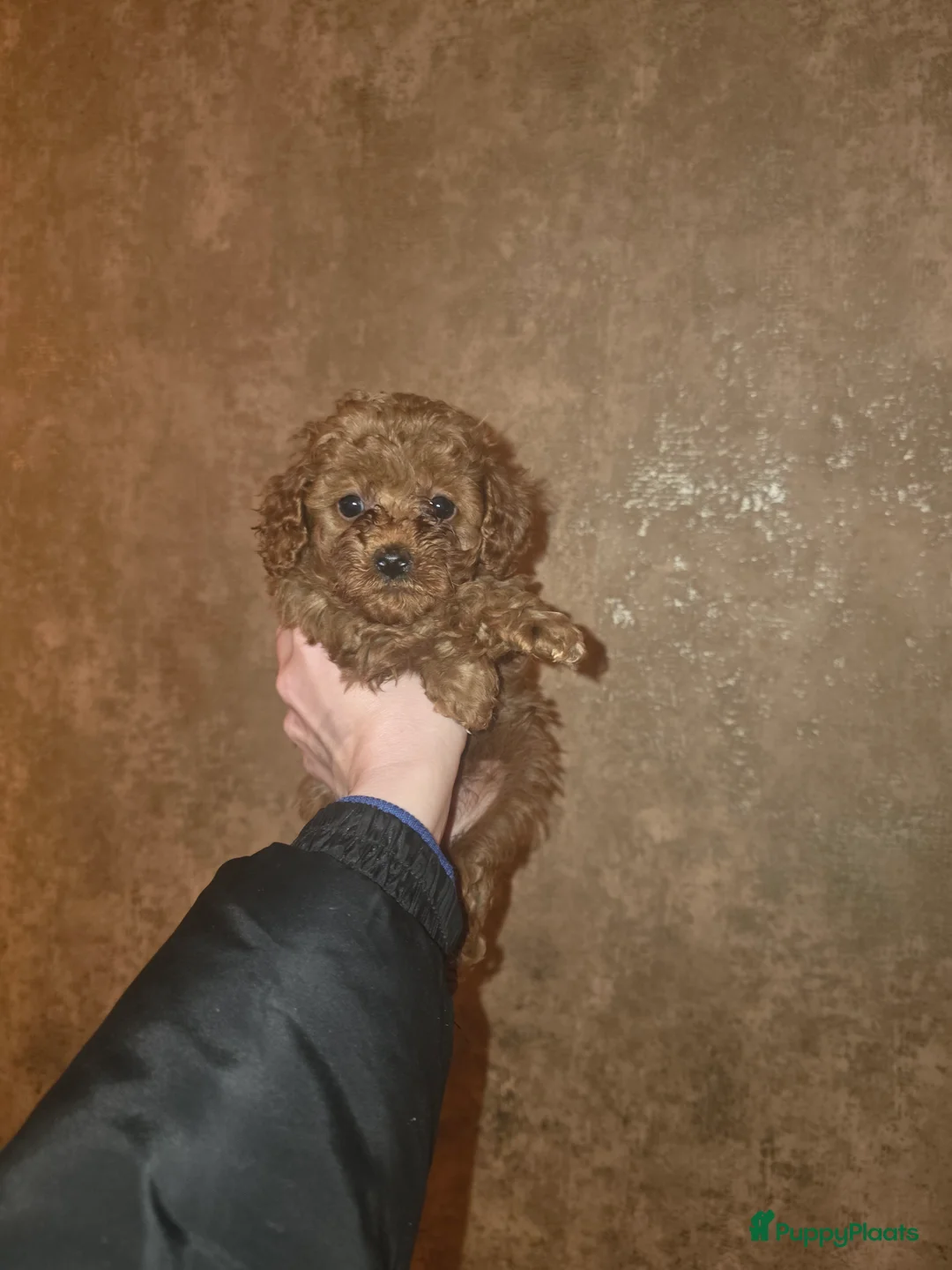 Poedel Toy honden te koop: Toy poedel pups - Advertentie 4