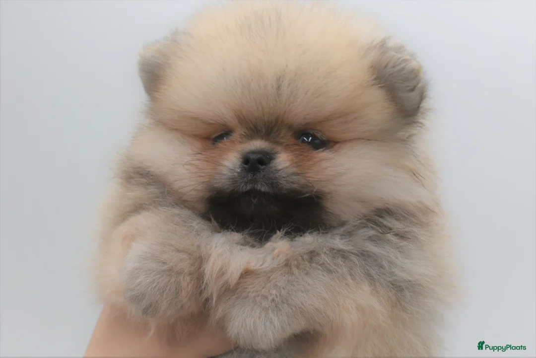 Galerij afbeelding {{count}}