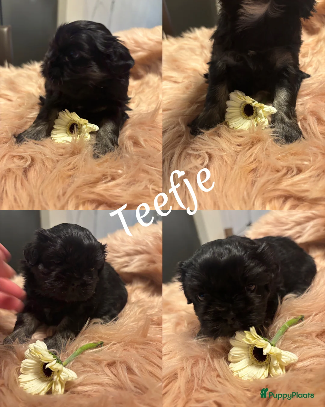 Shih Tzu honden te koop: Shih Tzu pups in Tilburg - Advertentie 5