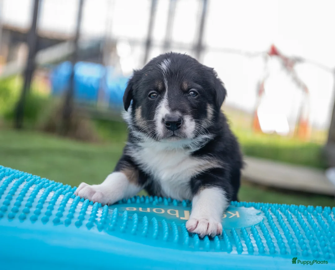 Border Collie honden te koop: border collie reutjes - Advertentie 2